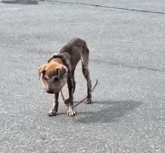 N3012061 Injured and Alone on the Street#dog #rescuedog #poordog