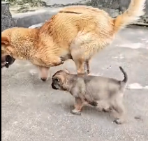 N3012064 The poor dog lost both of its front legs