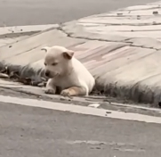 N3012066 poor puppy was wandering street, exhausted, lying down sl… (1)