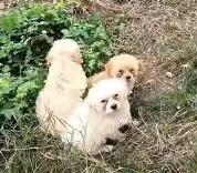 N3012069 Three puppy dog was abandoned will you recuse them #animal #help #s…