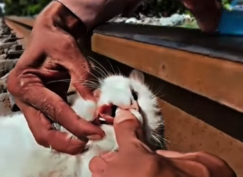 N0412001 In we rescued poor cat was laying on railway tr part2