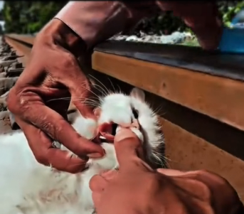 N0412001 In we rescued poor cat was laying on railway tr part2