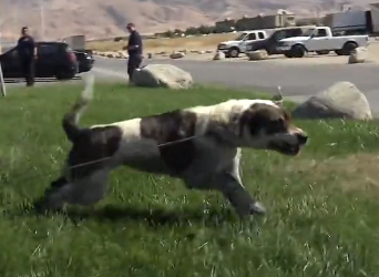 N0412002 Hope Paws rescuer dragged by pound dog as she tried to save h part2