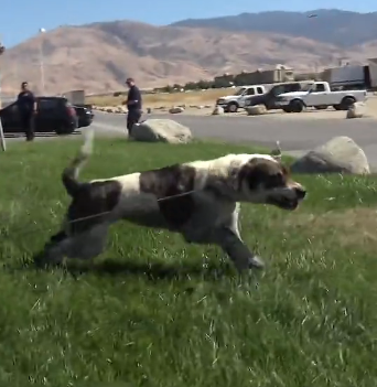 N0412002 Hope Paws rescuer dragged by pound dog as she tried to save h part2