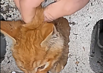 N0412003 kitten was trapped cold, but these people arrived saved_part2