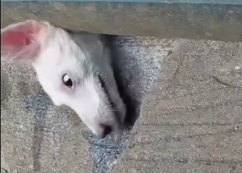 N0412004 rescue the trapped dog part2