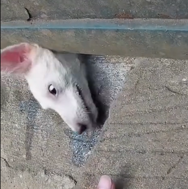 N0412004 rescue the trapped dog part2