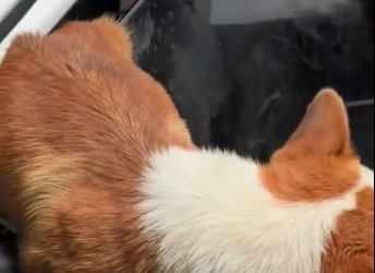 N0412005 rescue dog stuck in car door part2