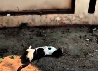 N0412006 Poor cat her kittens rescue road part2