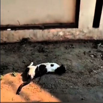 N0412006 Poor cat her kittens rescue road part2