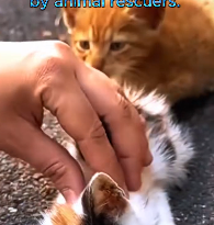 N0512100 Three abandoned kitten on street were rescued by animal resc part2