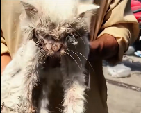 N0512098 Rescuing stray cat is not only an act of compassion but also a part2