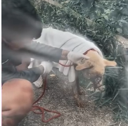 N0512097 rescue stray dog part2