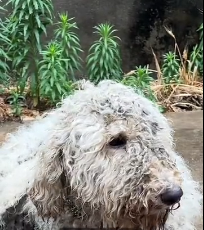 N0512096 Finally giant poodle who escaped her owner clutches part2