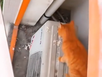 N0512095 Rescued cat building Animals Help Rescue part2