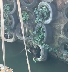 N0512093 Rescue poor dog part2