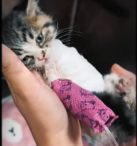 N0512092 animal rescue team found brought stray cat_part2