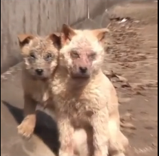 N0512091 Poor abandoned dog #dog #rescuedog #pet_part2