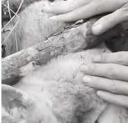 N0512089 While was helping my wife clean house, my mother ran in be…_part2