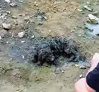 N0512088 stray dog living in mud has hardened hair all over. #straydog…_part2