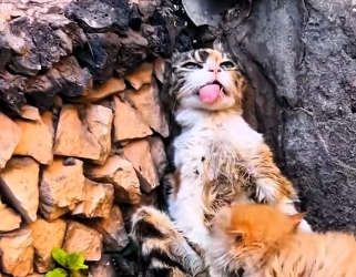 N0512087 Animals Help Rescue Rescued poor cat her kitten #foryou_part2