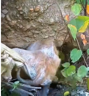 N0512085 Netizens asked help. Stray dogs necks are wrapped in fishing net…_part2