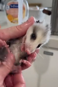 N0112034 careless mother opossum left one baby behind then #rescue part2