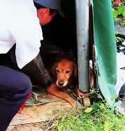 N0512083 dog tumor was abandoned, tumor ruptured, causing si…_part2