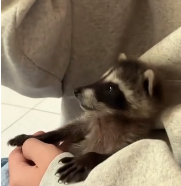 N0512082 baby raccoon climbed onto my boat to save himself then never…_part2