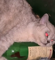 N0512081 Kitten found in trash #cat #lovestory #rescueanimals #loveanimals…_part2