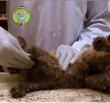 N0512080 Follow maby cat evolution being saved his sad fate #cat #god…_part2