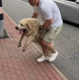 N0512077 dog lying on highway was rescued part2