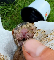 N0512076 found little creature on verge of death in basement. de…_part2