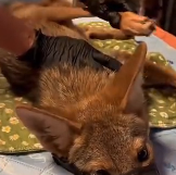 N0112033 When couple found wild coyote trapped in hunter snare part2