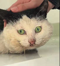 N0512074 While was eating at restaurant, stray cat stared at me. It roll…_part2