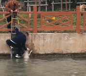 N0512073 saw stray dog fall into water, it was crying desperately_part2