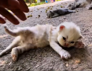 N0512071 Rescued cats kittens Animals Help Rescue part2