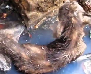 N0512070 Animals Help Rescue rescued poor street dog #dogs #dogsresc part2