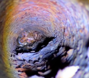 N0512069 Rescued cat Animals Help Rescue 0part2