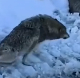 N0112032 Rescue wolf fell into hunter trap then #AnimalR part2