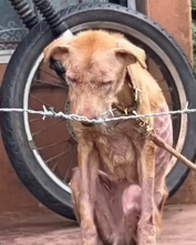 N0512066 Rescue Dog part2