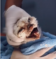 N0512065 How is rescued cat doing now #kitten #catstory #rescuecatsoftik…_part2