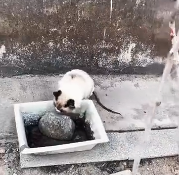 N0512064 an injured cat on the side of the road_part2