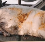 N0512063 Exhausted cat on the roadside_part2