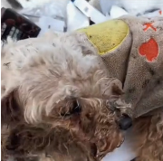 N0512062 When met him,he was looking food in garbage #pet #dogrescu…_part2