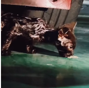 N0512061 So pathetic #kittensoftiktok #rescuecatsoftiktok part2