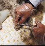 N0512060 Poor little guy #rescue #rescueanimals #fyp #cat part2