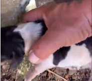 N0112031 couple saves newborn puppy certain death after it fell betwe part2