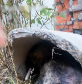 N0512058 world always makes sensible people bear more. #dogsoftiktok part2