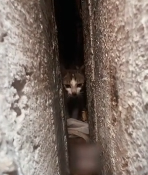 N0512056 Why are kittens trapped in gaps #cat #rescuecatsoftiktok #rescue_part2
